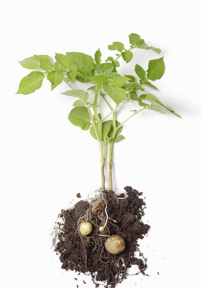 potato plants transplant