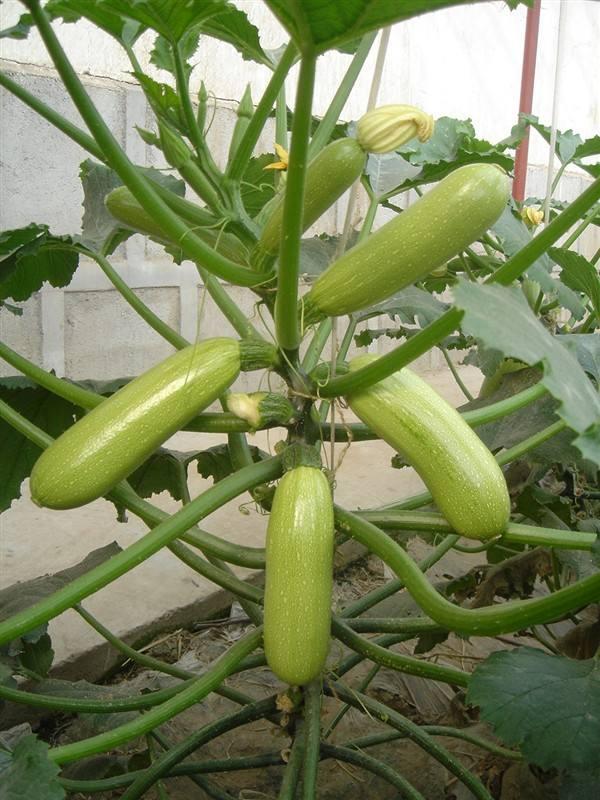 Zucchini Trellis : Do You Need A Trellis For Zucchini The ...