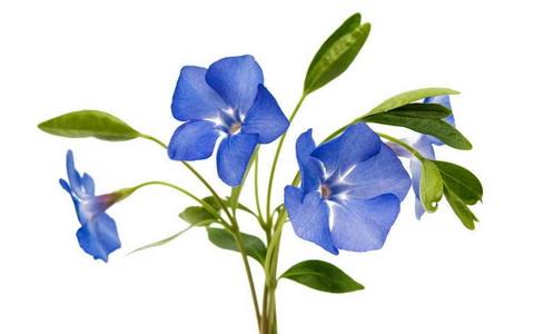 blue daze flower meaning