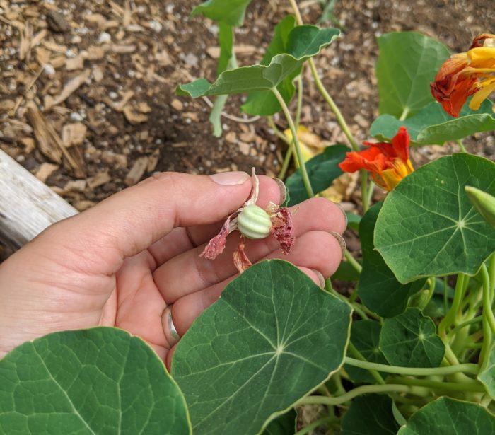 How to grow nasturtiums - 莹723 - Garden Manage - cuidado de las plantas,  jardín de pusadee, flor