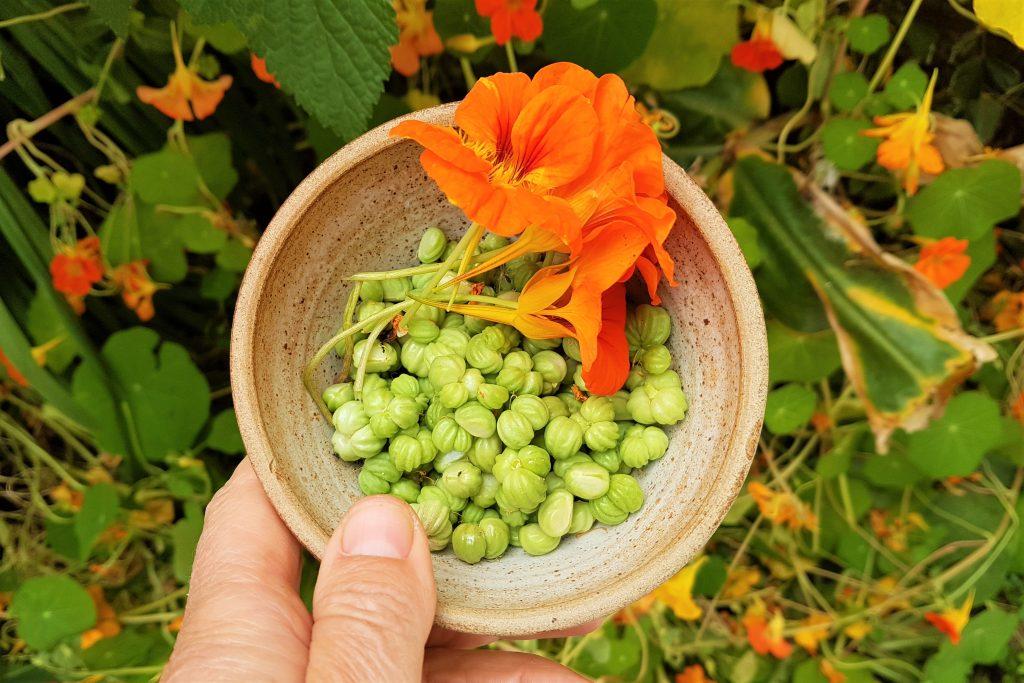 How to grow nasturtiums - 莹723 - Garden Manage - cuidado de las plantas,  jardín de pusadee, flor