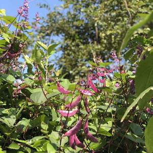 院子里的扁豆快要下线啦，纪念下夏天用扁豆花搭配的插瓶，非常出挑，花和豆都很百搭。