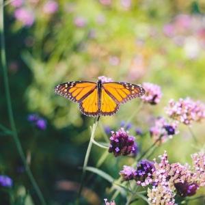 Butterfly and pollinator gardens: Creating a haven for beneficial insects