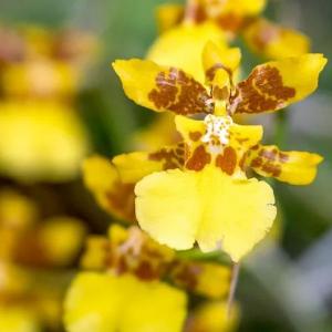 Psychopsis Orchid Plant Profile