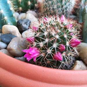 Another cactus with a few more beautiful flowers.

Mais um cacto com umas pequeninas mas lindas flores.