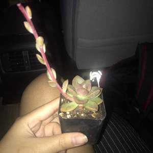 Hi can someone help me identify this succulent so I can learn more about it and also the long stem had some flower buds but the stem snapped in half will it heal back ?.
