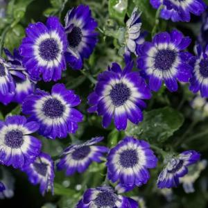 How to Grow and Care for Cineraria