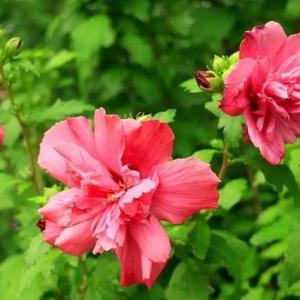 What Plant Is Most Similar to the Hibiscus?