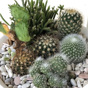 My first attempt at doing a cactus combo arrangement. It was a prickly affair and succulents are difinitely easier to pot.