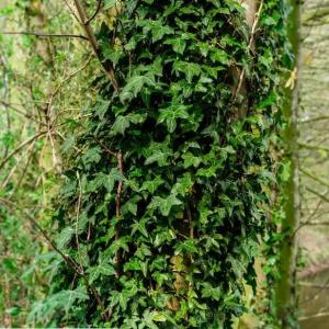 How to Grow and Care for English Ivy