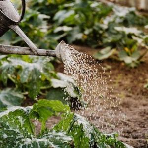 Water-wise gardening techniques for conserving resources