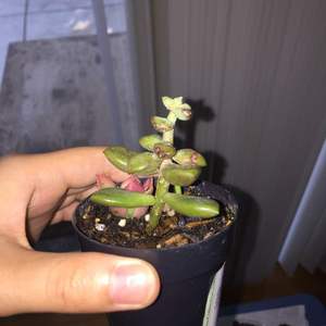 can anyone help me identify this mystery succulent? it’s super easy to accidentally remove the leaves, hence why i have so many in my propagation tray.