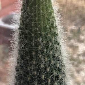 Do you guys think my cactus has mealy bugs? I searched some pictures and some of it looked similar but some didn’t.. I dont know what else it could be though!