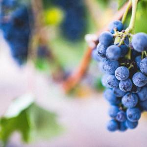 How to Grow Grapes in Your Backyard