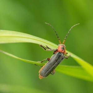 Controlling Pests and Diseases Naturally