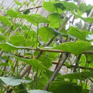 How to Grow Cucumbers on a Trellis