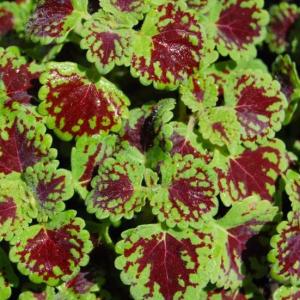 How to Grow and Care for Coleus