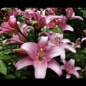 Lily LA Hybrid-Merlet 
Strong & pretty lily bulbs, vintage pink color, bloom earlier in spring, can grow up to 1 meter. Hope it will folwer as beautiful as seller’s showing.