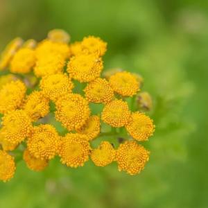How to Grow and Care for Common Tansy