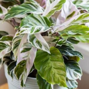 How to Grow and Care for Calathea 'White Fusion'