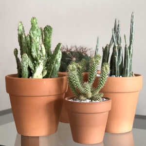 Cactus looks so good in unglazed terracotta pots don't you think?