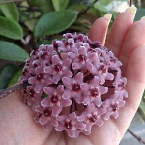 That is a Hoya, and I'd like to know which kind of Hoya it is. Somebody knows?