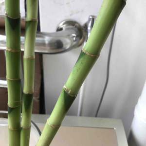 想问一下大家，我的富贵竹是生病了吗