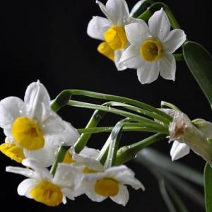 Winter can also be full of spring 2--Narcissus