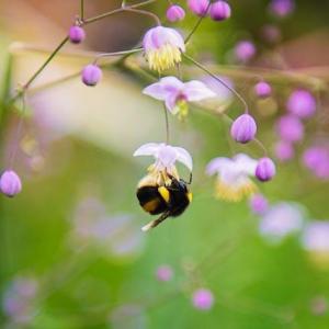 Creating a Pollinator-Friendly Garden