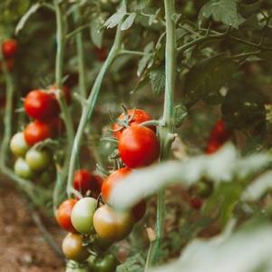 The role of gardening in food security and sustainable living