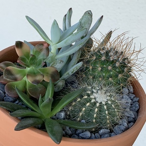 Did a combo pot that has more succulents than cactus. The succulents were rather fragile so hoefully they will recover.