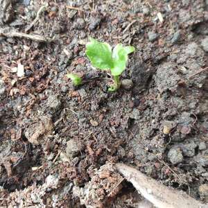种下去半个月的山茅茛开始萌发了，期待能长壮点开花