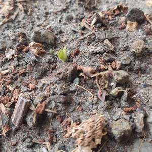 种下去半个月的山茅茛开始萌发了，期待能长壮点开花