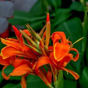 Canna Plant Profile (Canna Lily)