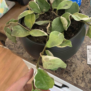 Hoya need help! Bought As clippings 3 weeks ago. Not putting in direct sun. Not over watering. how do I save.
