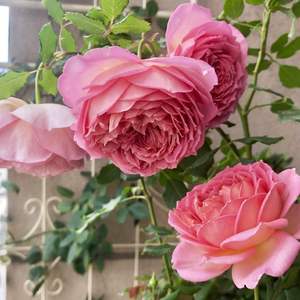 late summer  #rose  Jubilee Celebration
