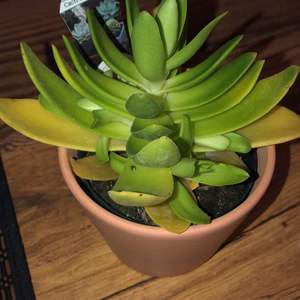 Does anybody know the name of this plant? I know it’s a succulent but I wanted a more specific name.