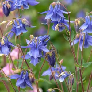 How to Grow and Care for Columbine
