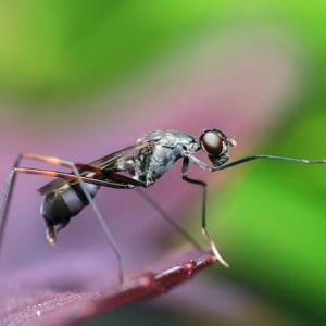 The Battle Against Garden Pests: Common Insects and How to Control Them
