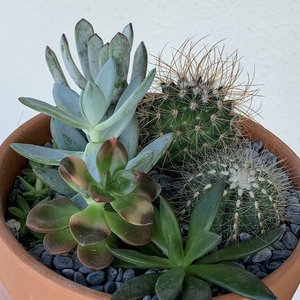 Did a combo pot that has more succulents than cactus. The succulents were rather fragile so hoefully they will recover.