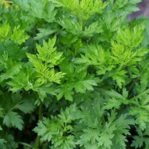 How to Grow and Care for Mugwort (Artemisia vulgaris)