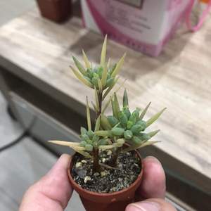 請問這是什麼植物呢？