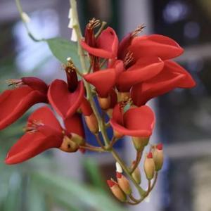How to Grow Coral Bean