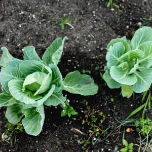 Cabbage Plant Profile