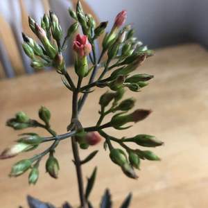 I need help identifying this plant! The store label only said it is a succulent. I haven’t seen anything like it before. The outer part of the leaves is pinkish and it is blooming flowers that appear to have four pink petals. Thanks!