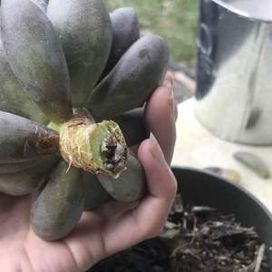 Today i found out that a white worm had burrowed itself into my succulent and had completely eaten through almost 3 inches of the stem. I removed the worm and unfortunately had no choice but to behead the top from the root system. What do i do now? this was one of my favorite succulents and i dont want it to die :// someone please help