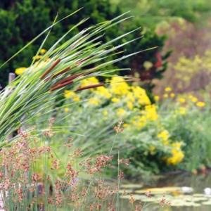How to Grow Common Cattail Plants