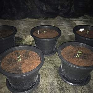 Preparing 2 species of tomato seedling & transplanted at Kasetsart University, Bangkok, Thailand