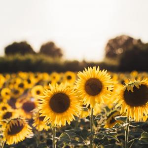 Helianthus/Sunflower & Vincent van Gogh