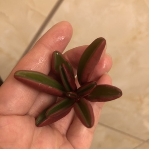 红背椒草190426（15.8）多肉植物